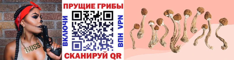 купить наркоту Сатка Псилоцибиновые грибы Psilocybine cubensis